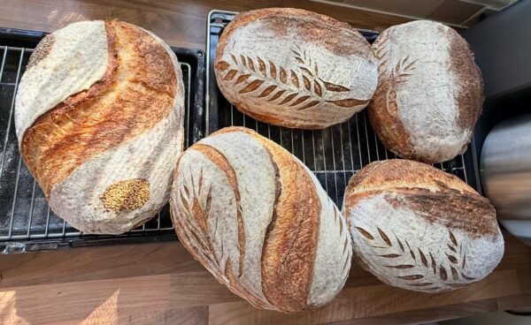 Sourdough Wheat Bread